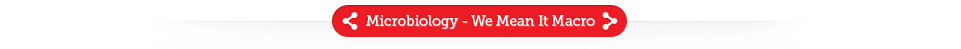 AMSolutions - Microbiology - We Mean It Macro AMSolutions - Microbiology - We Mean It Macro